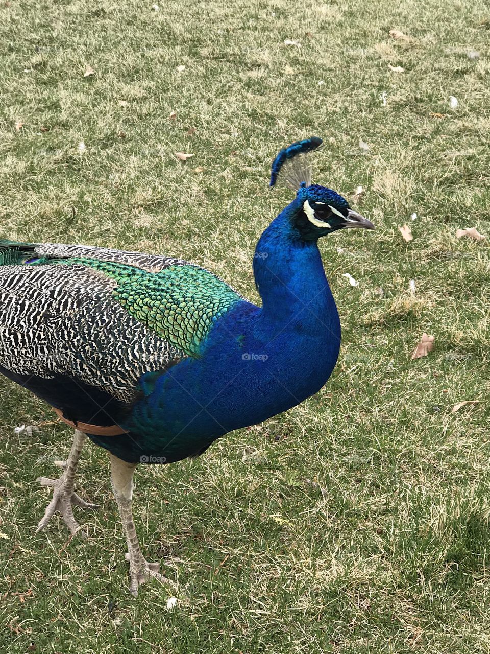 A male peacock with brilliant turquoise, blue, green, brown, black and white feathers foraging at Peterson’s Rock Garden in Central Oregon on a spring day.