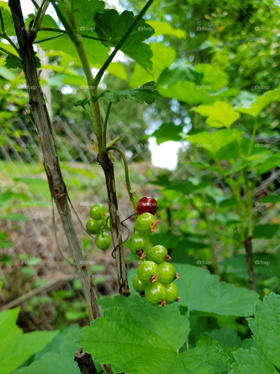 currant