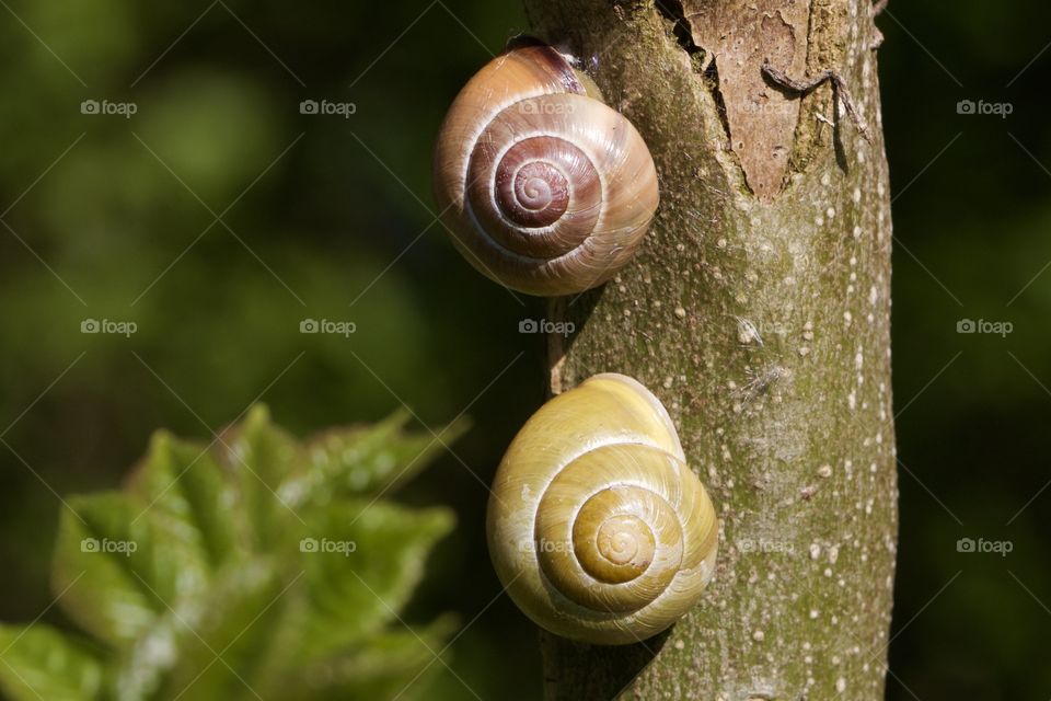 Sleeping Snail On Tree