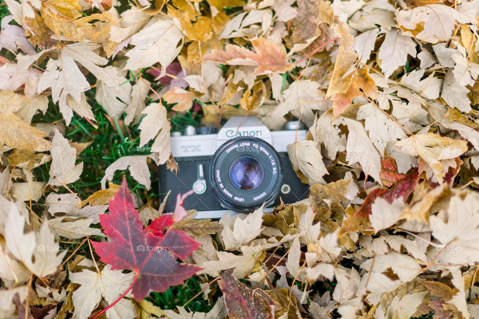 Film camera against fall leaves 