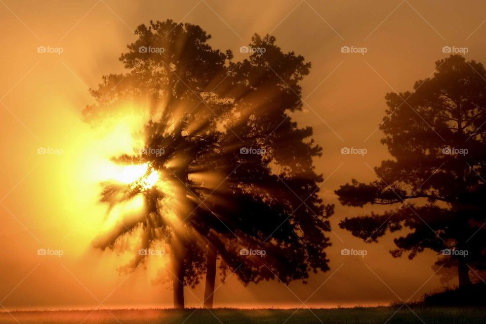 Morning sunlight blasts through the pines. Raleigh, North Carolina. 