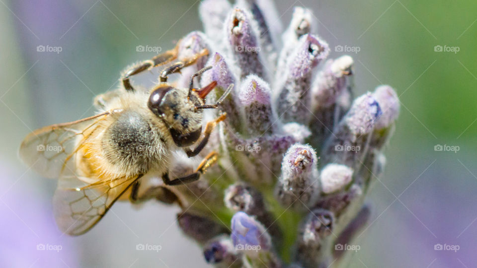 Abeja, macro