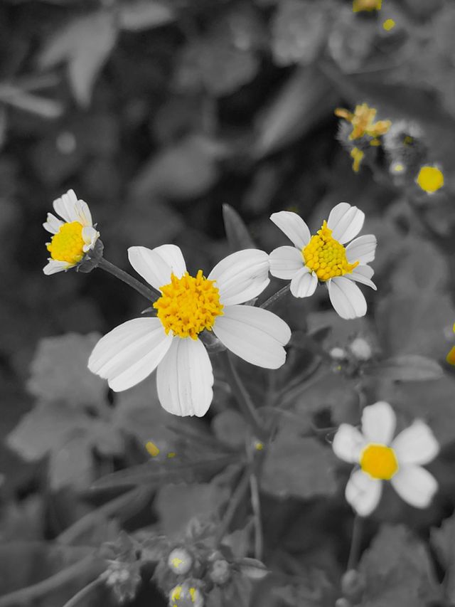 Summer flower