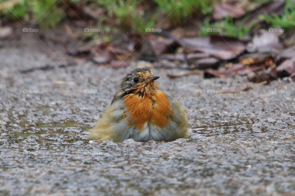 ruby bathing in a small puddle during rain