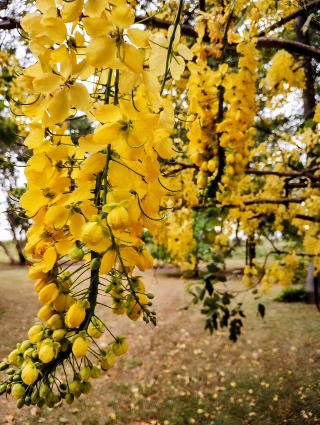 Lluvia de oro