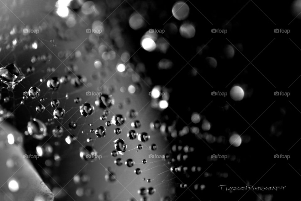 Dewdrops on spiderwebs black and white #1