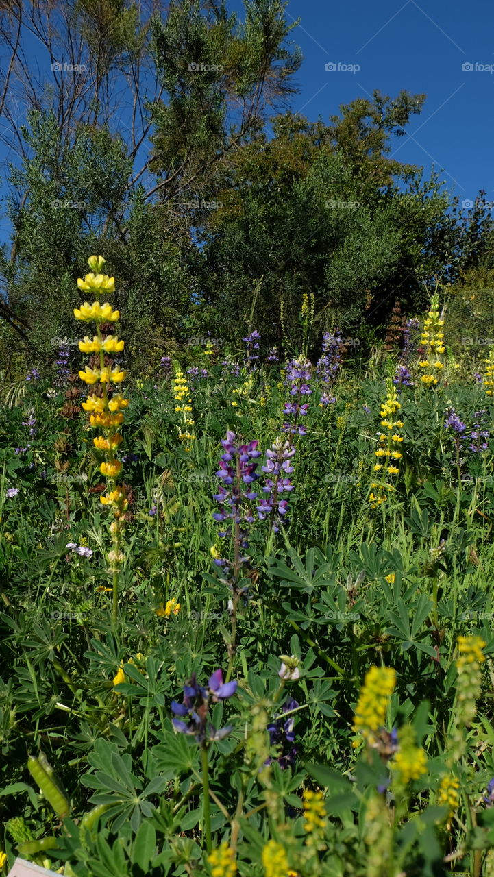 Favorite wildflower, Lupine.