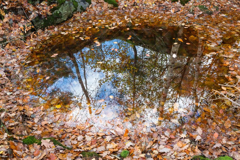 Water puddle with reflection in the forest surrounded by lots of orange colored leaves at autumn 