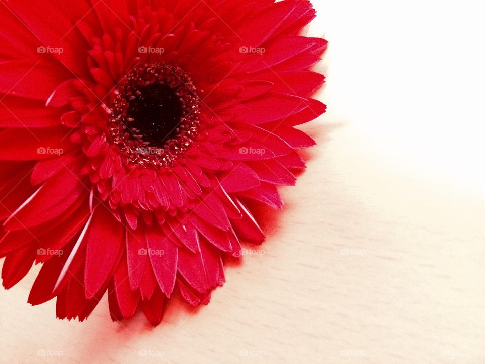 Red color story. Gerbera