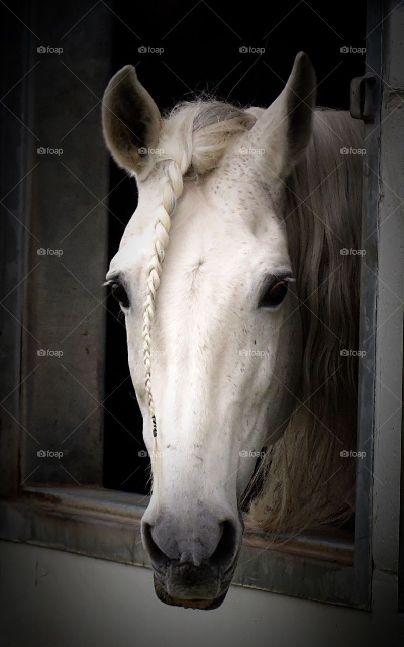 Close-up of  a horse