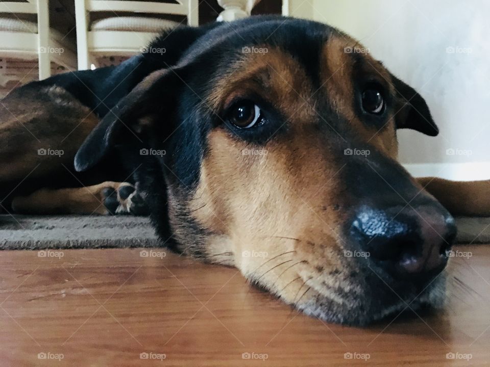 Where do squirrels come from