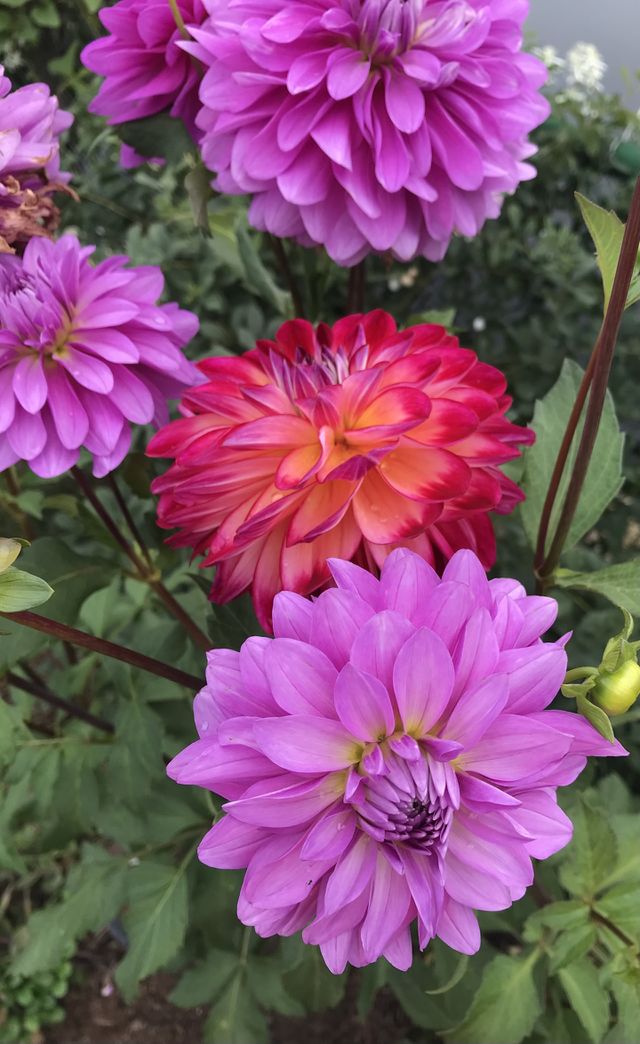Colorful 
