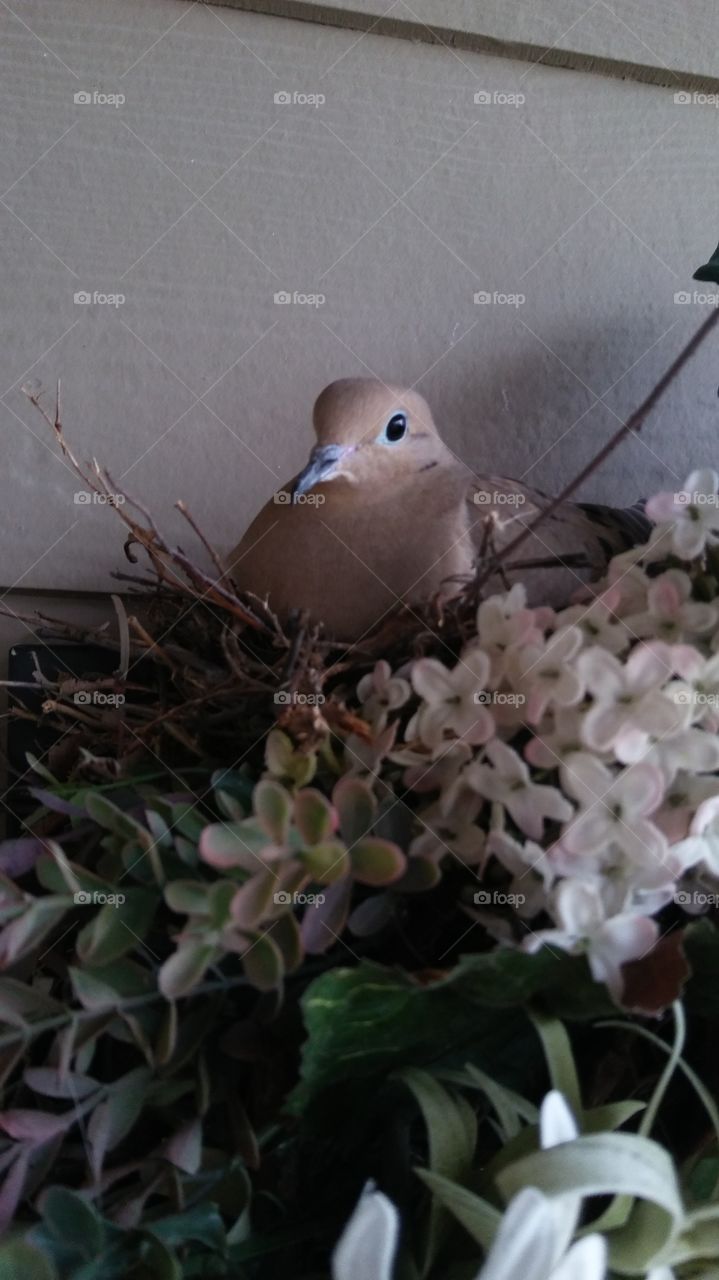 pretty bird in wreath on porch