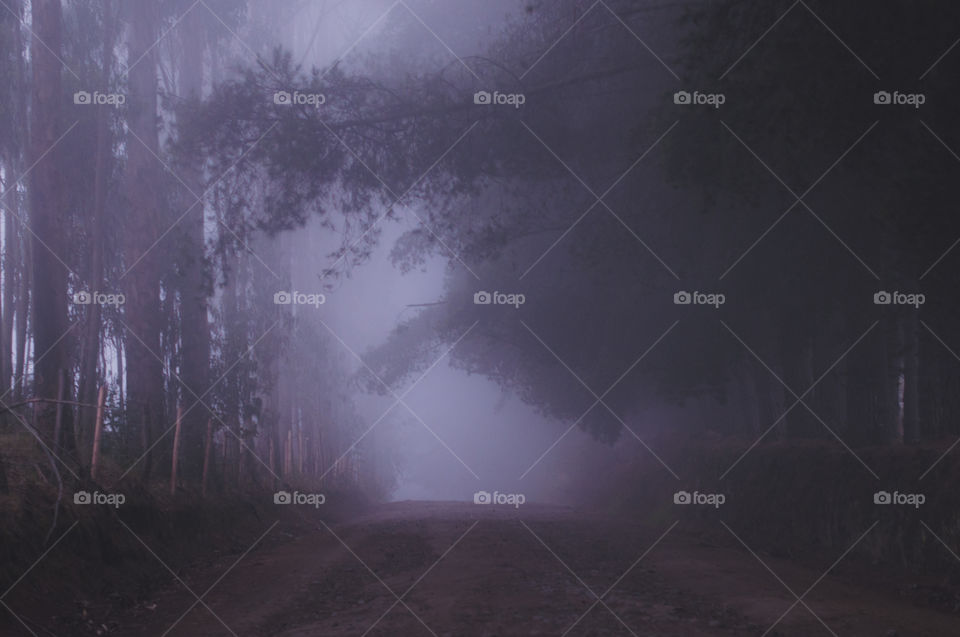 A foggy path in the woods during dawn 