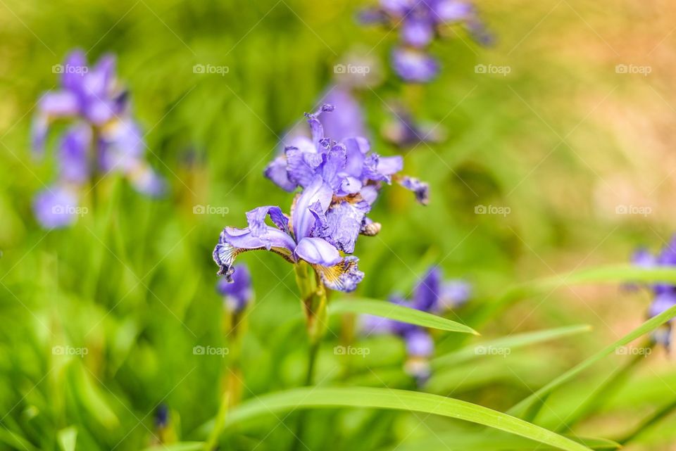 Greek goddess, Irises