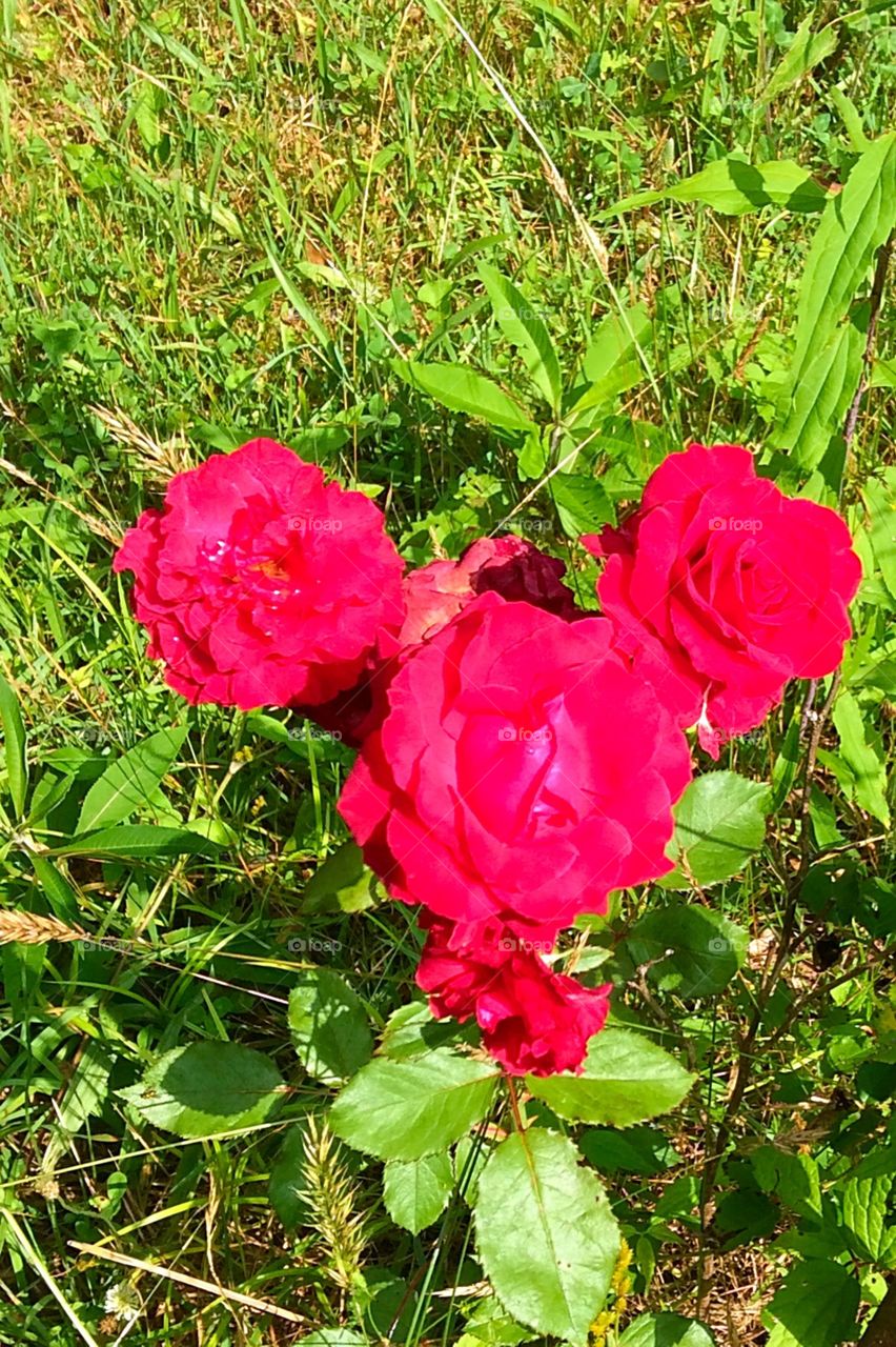 Take time to smell the roses🌹🌹🌹