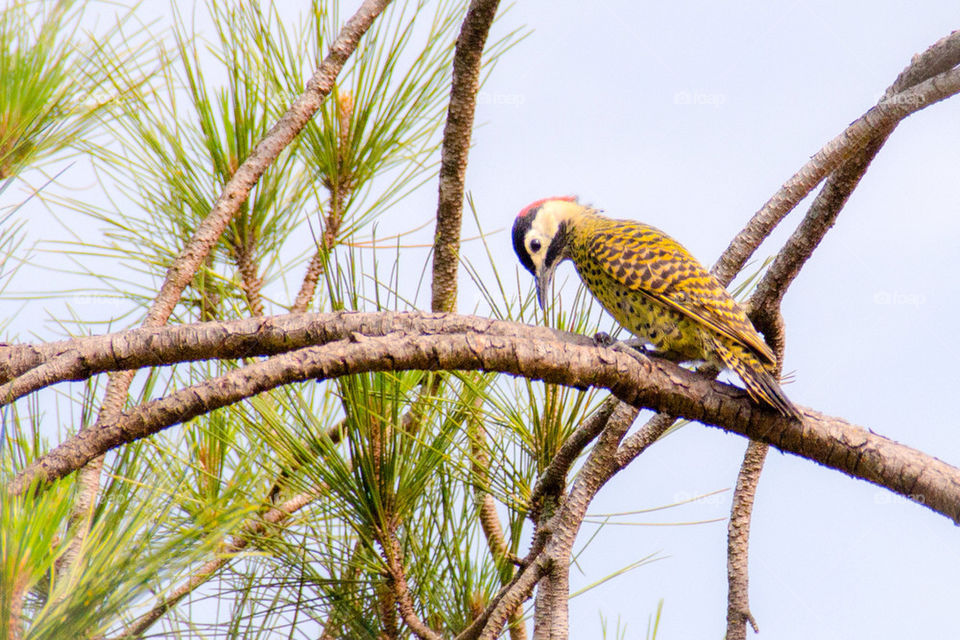 Yellow woodpecker