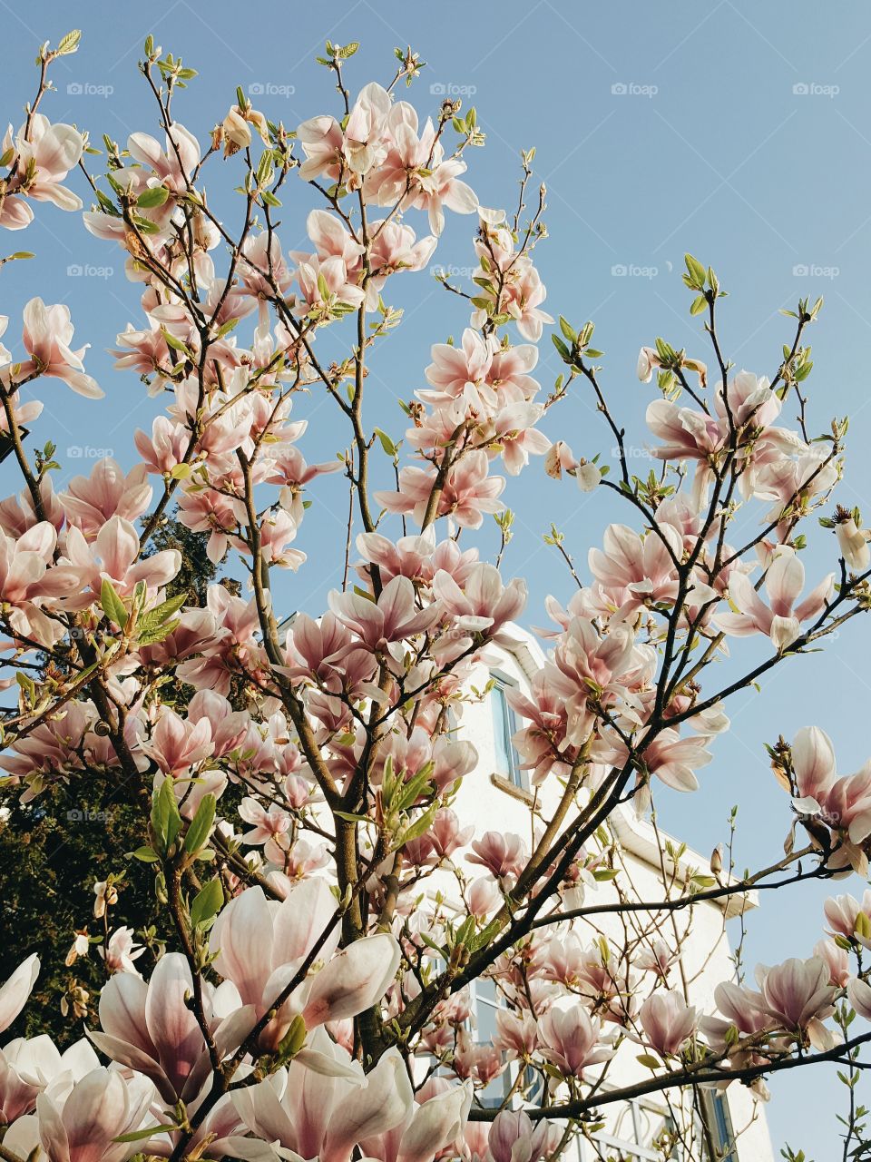 Magnolia to the sky