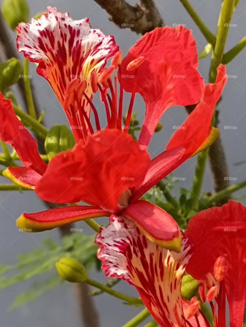 flowers are gifted by God to all humans, these may be used in the medical field, or for funerals, marriages, or for death. it never changes its color . remains the same