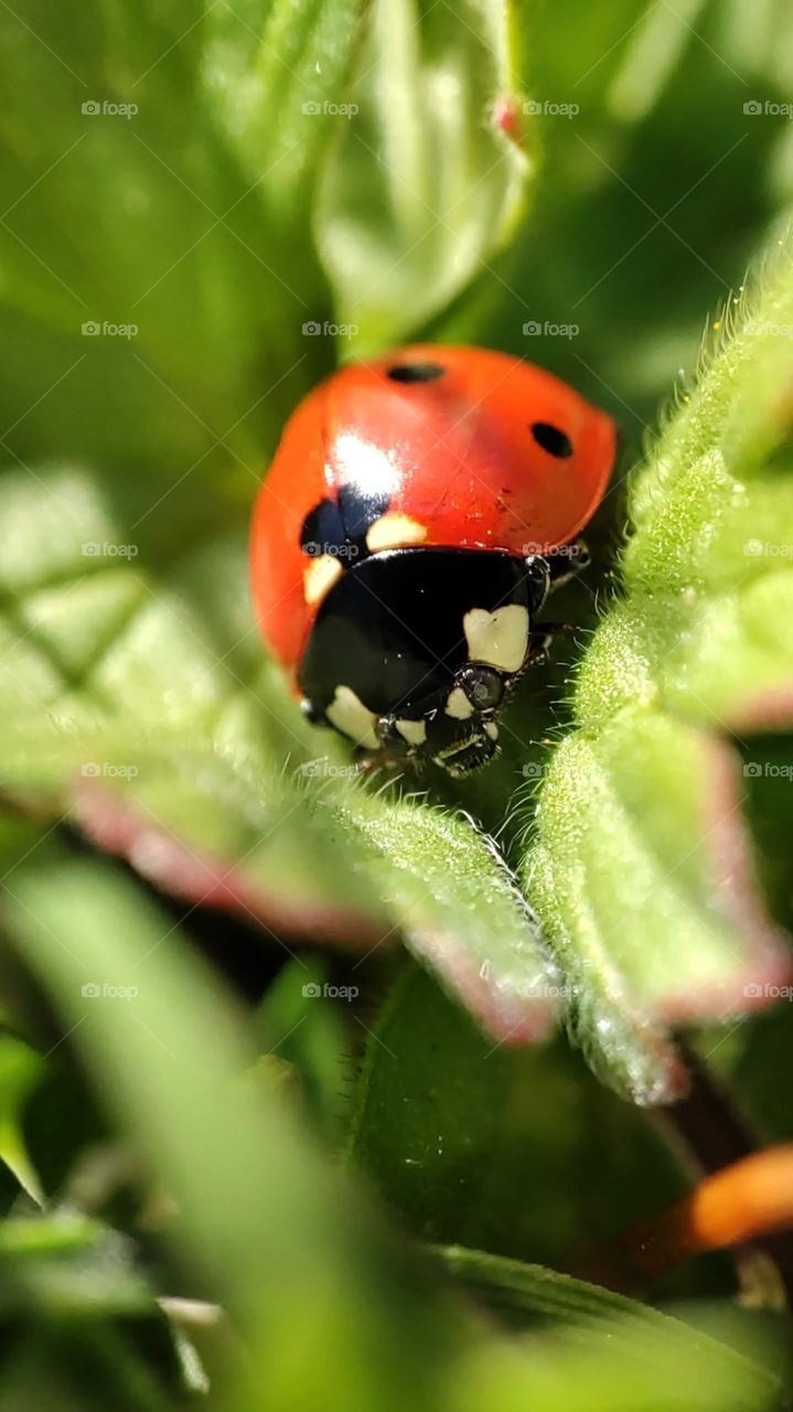 Ladybug