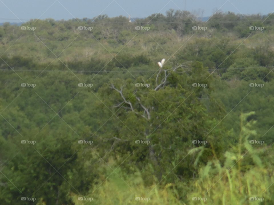 white bird watching. This is a picture I took while traveling to Eliasville Texas. 👣 🚶 🏃 🔥 💨