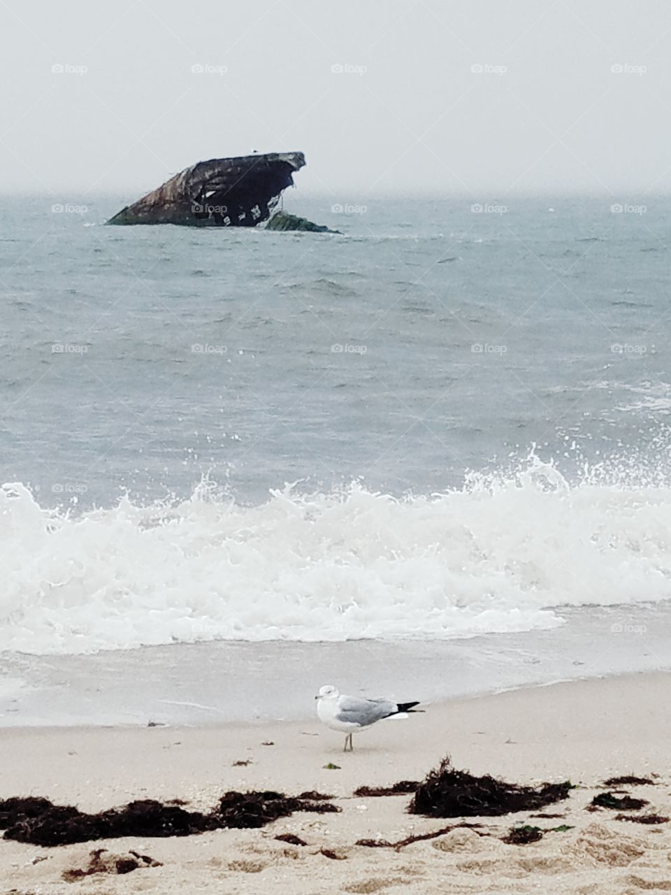 seagul on Sunset Beach Cape May