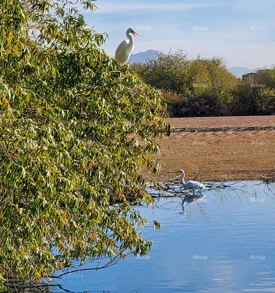 White Egrets in the Wild