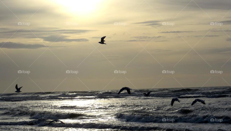 seagulls in sunset