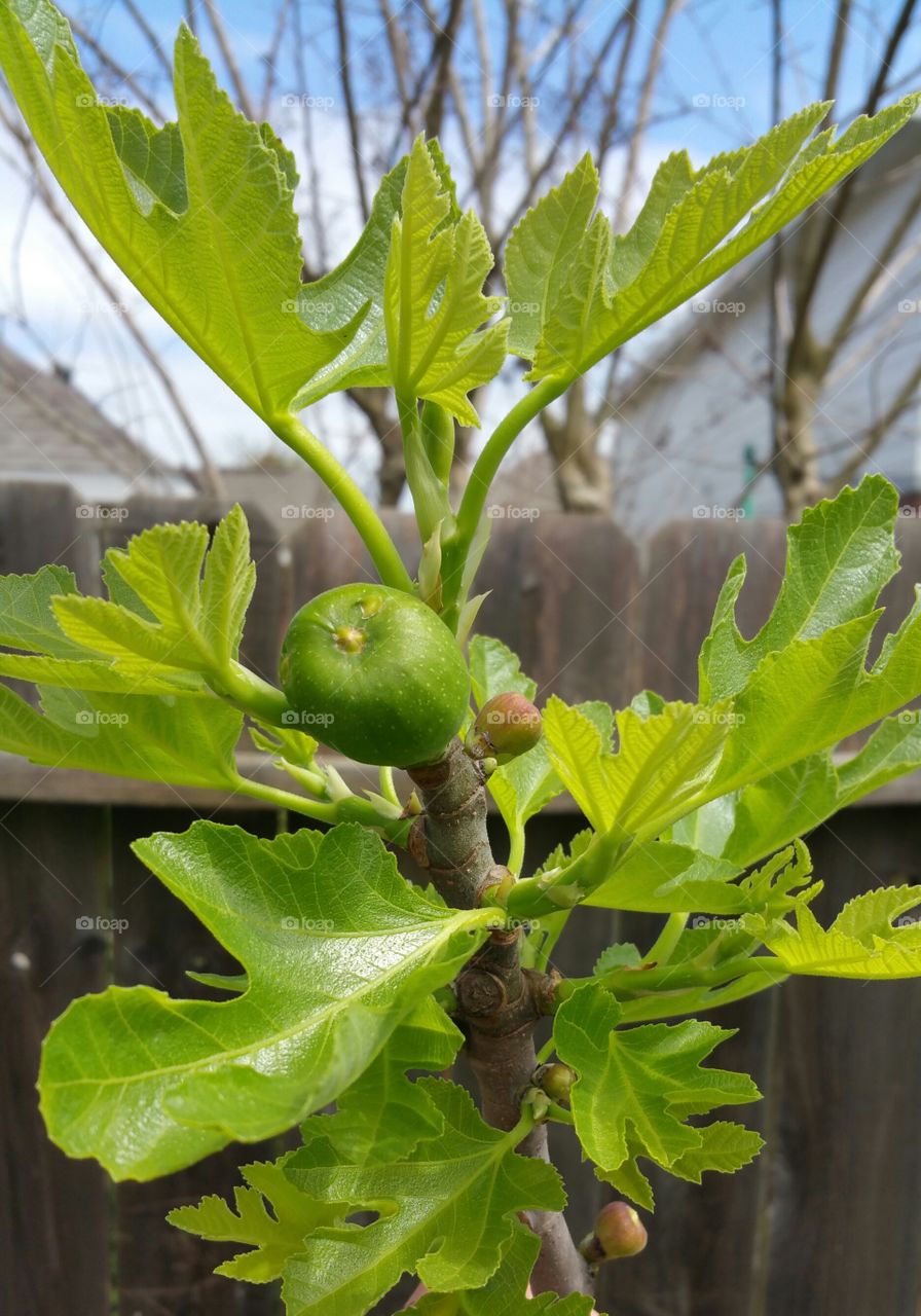 Fig tree. Fig tree in back yard