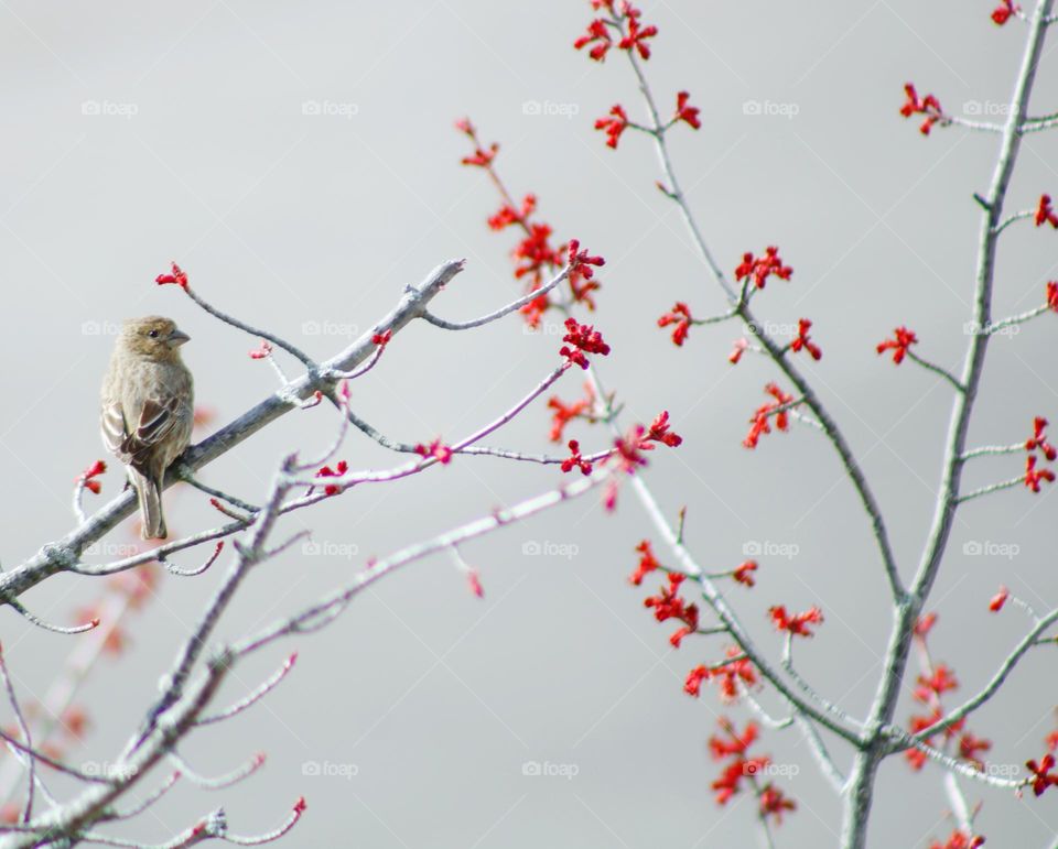 bird , maple tree and spring