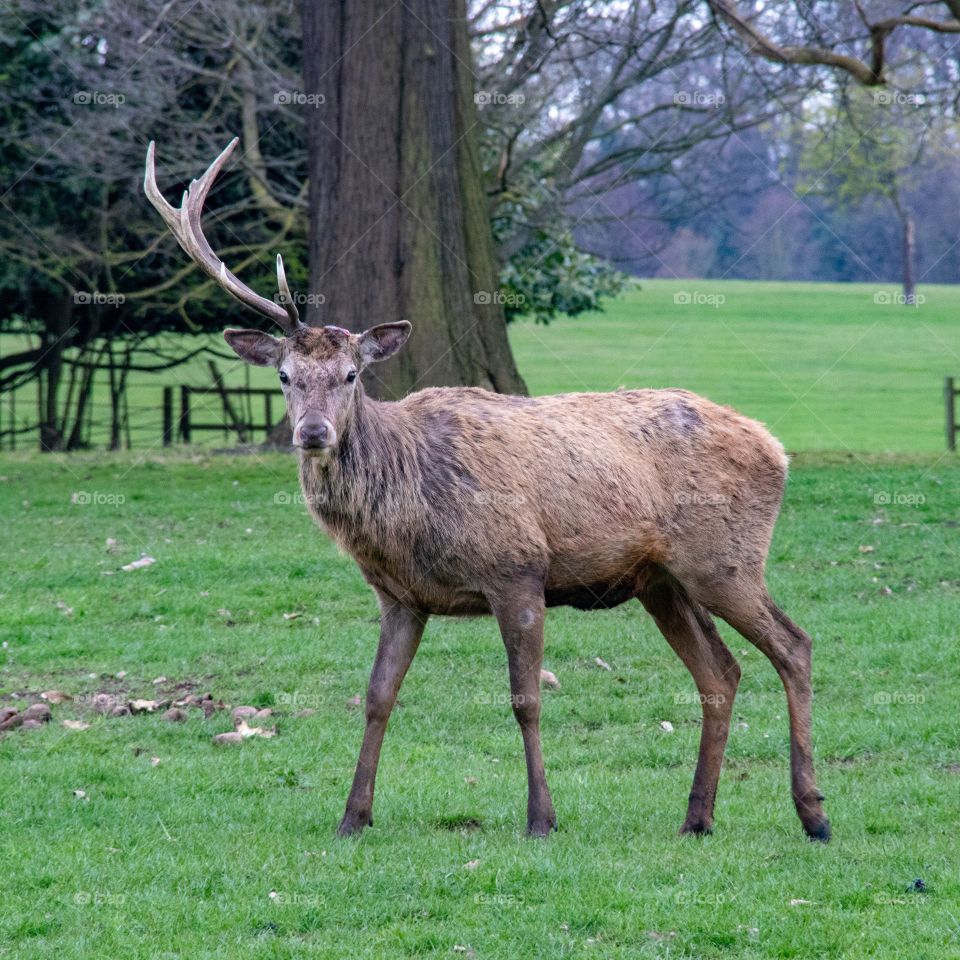 red deer looking angry. perhaps because he only has one antler.