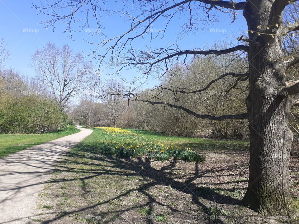 the shadow of a tree on the road