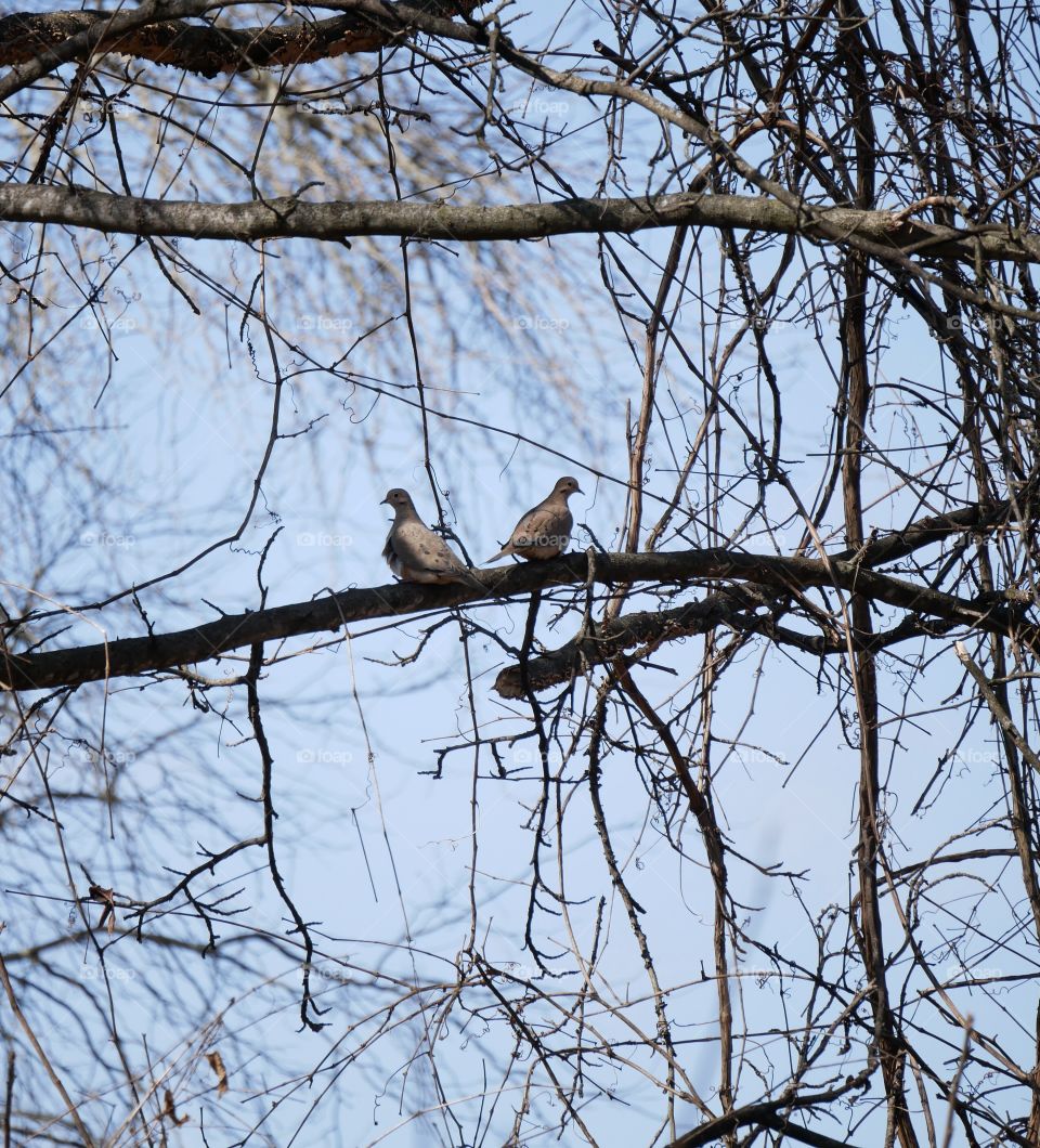 Two mourning doves sit up on a branch, watching the human wander through the park below.
