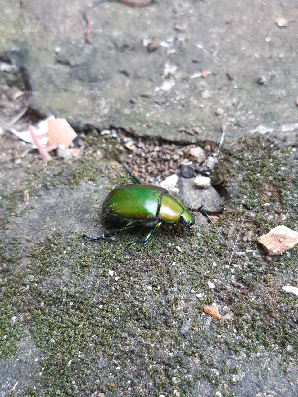Green beetle walking on the ground