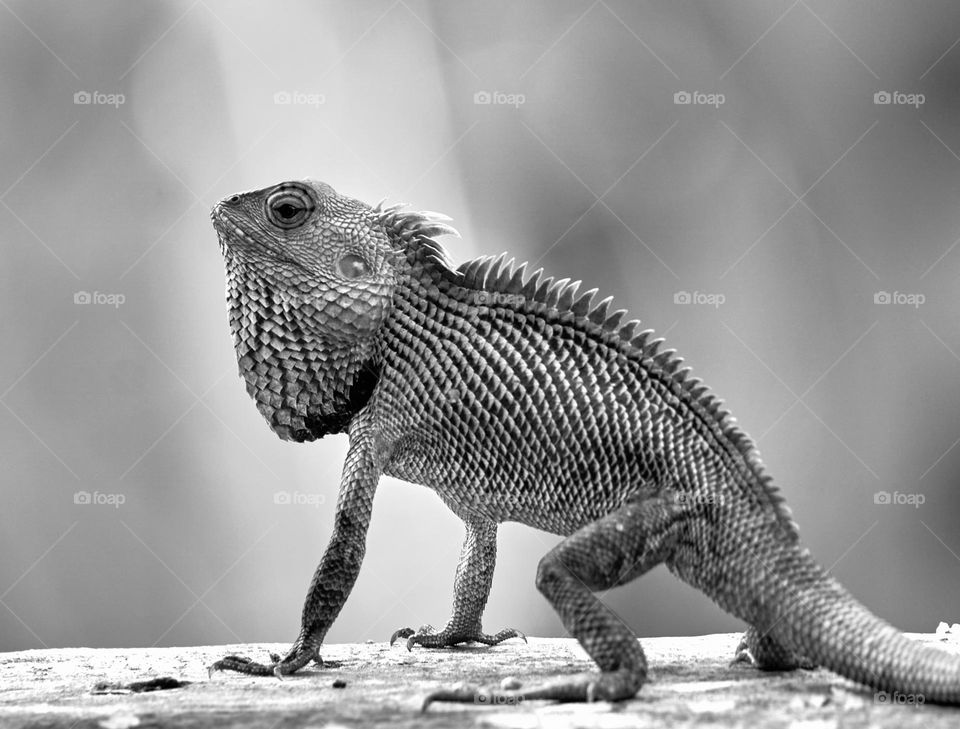 Monochromatic - Oriental lizard photography 