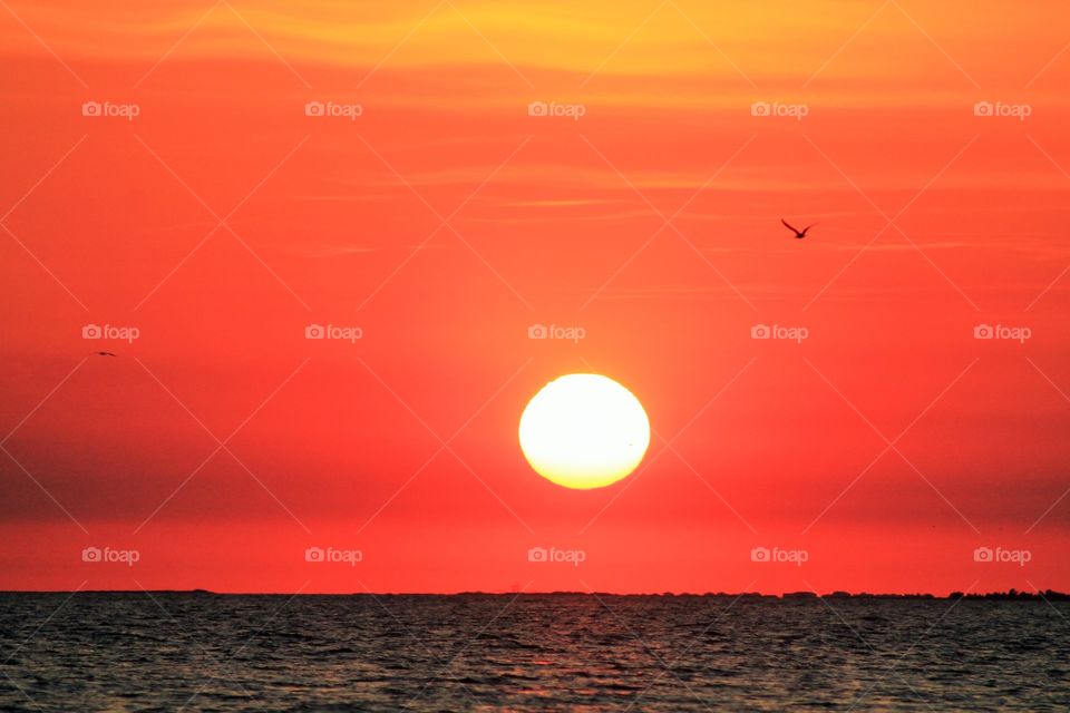 Bird flying over beach at sunset