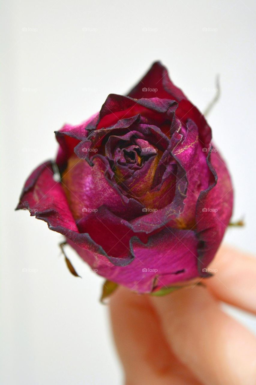 dry rose flower in the hand magic magenta colour