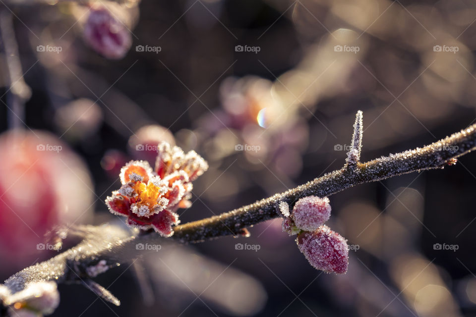 A portrait of a red frozen japanese quince flower. the flower is covered in ice crystals and is hit by golden hour light.