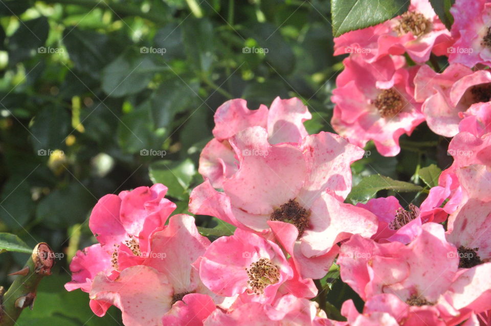 Pink flowers