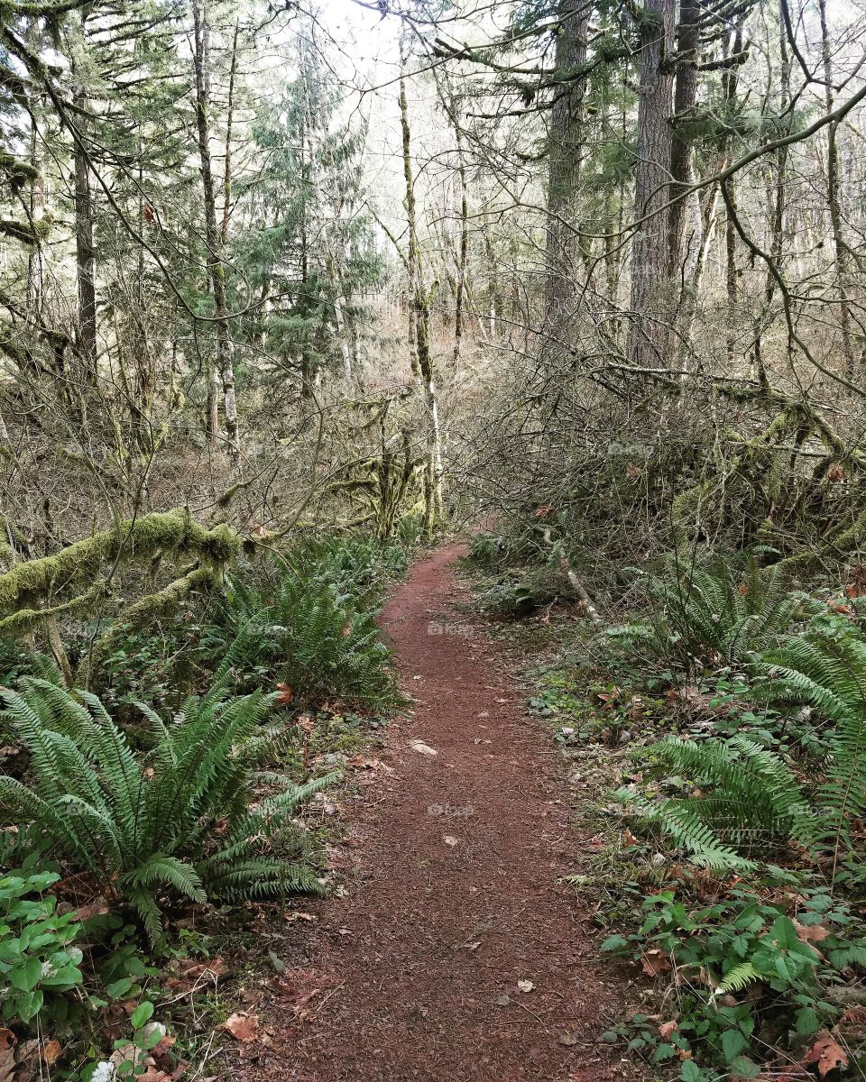 forest trail