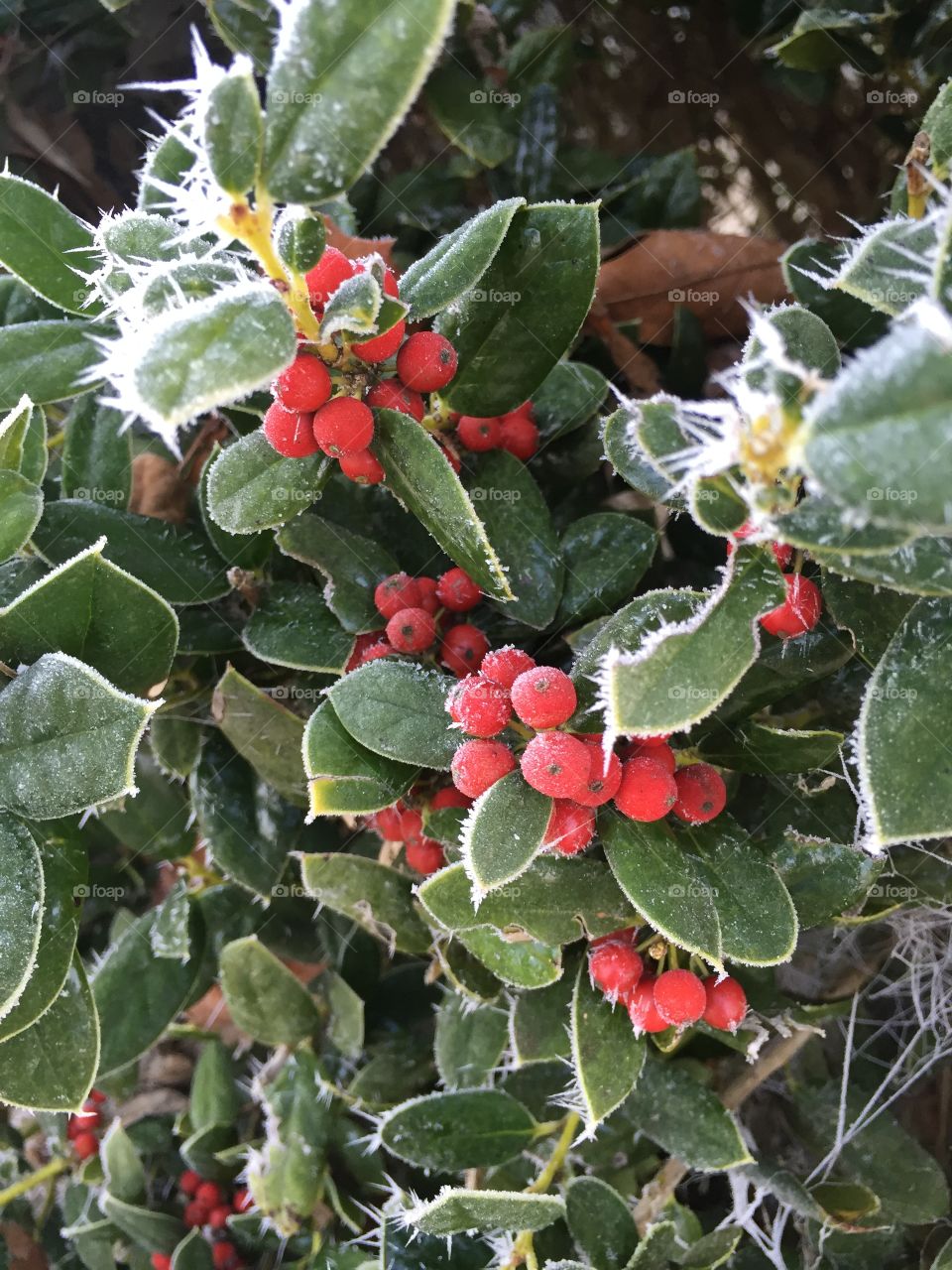 Frozen holly bush