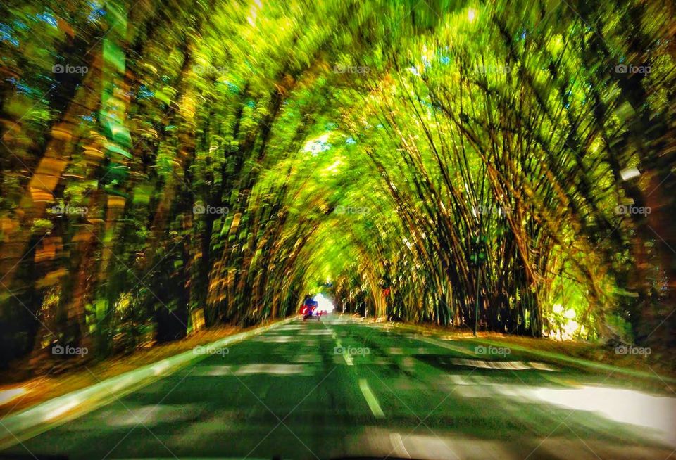 Shaded road covered by bamboo