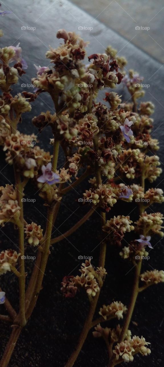 naturelove, beautiful, flowers, drak, purple