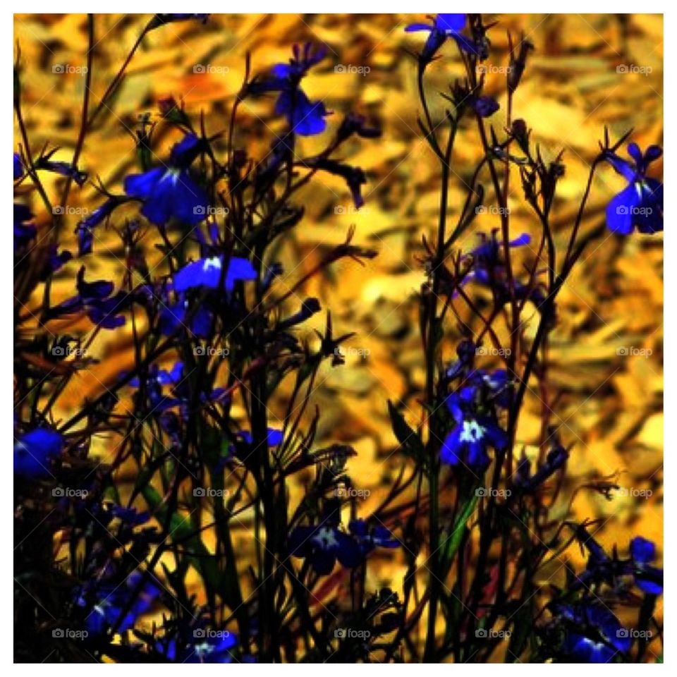 Tiny Purple Flowers