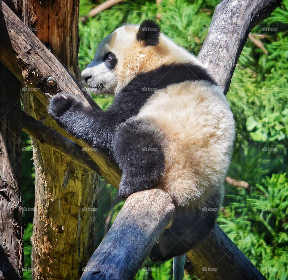 Bei Bei the panda