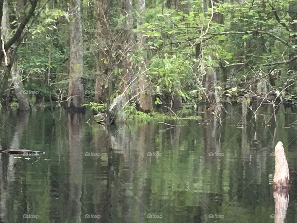 Out in the swamp