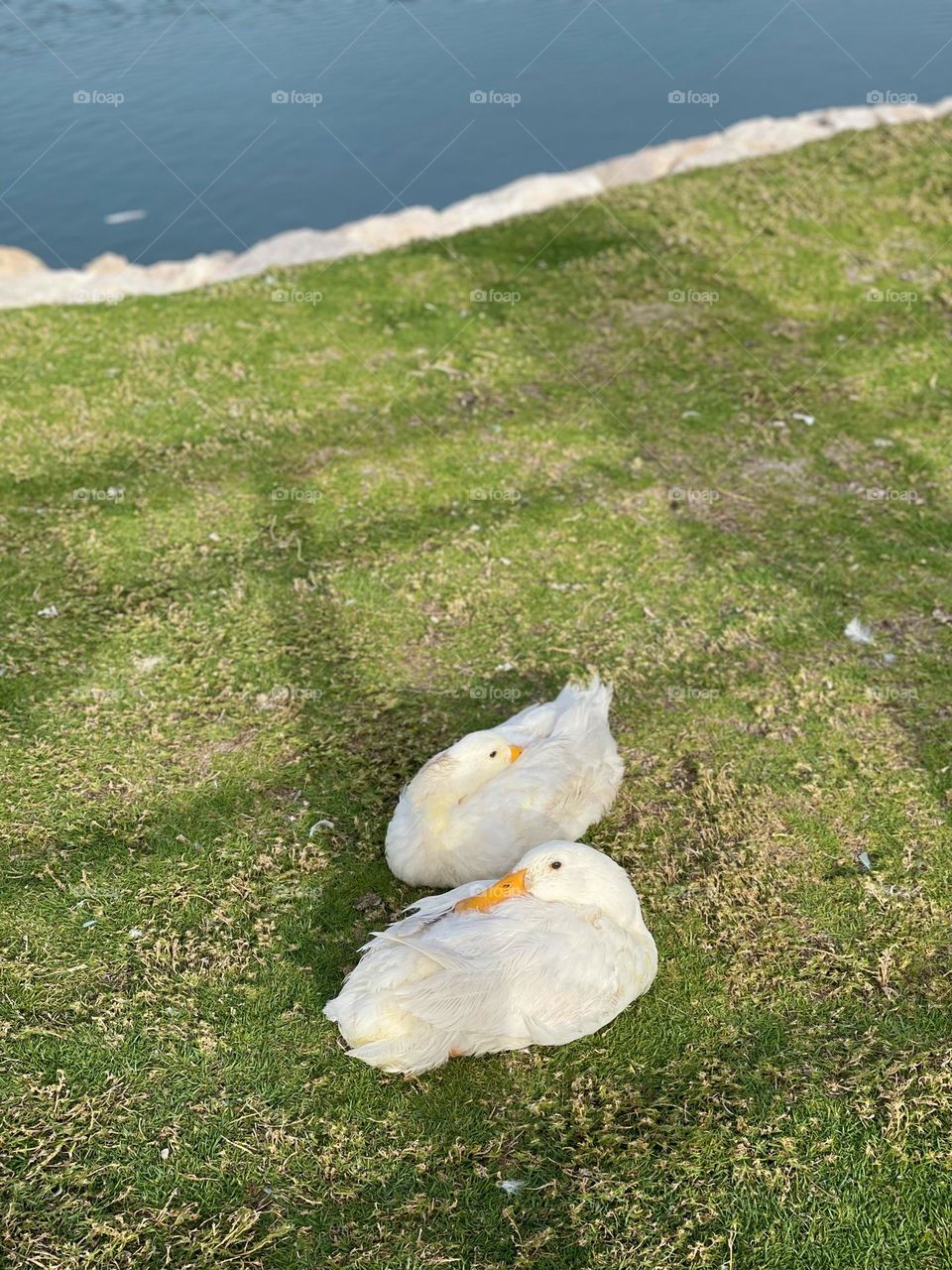 Had a blast shooting some ducks in the in the morning , ducks here who are very cute and beautiful 😍 they are so pretty and white