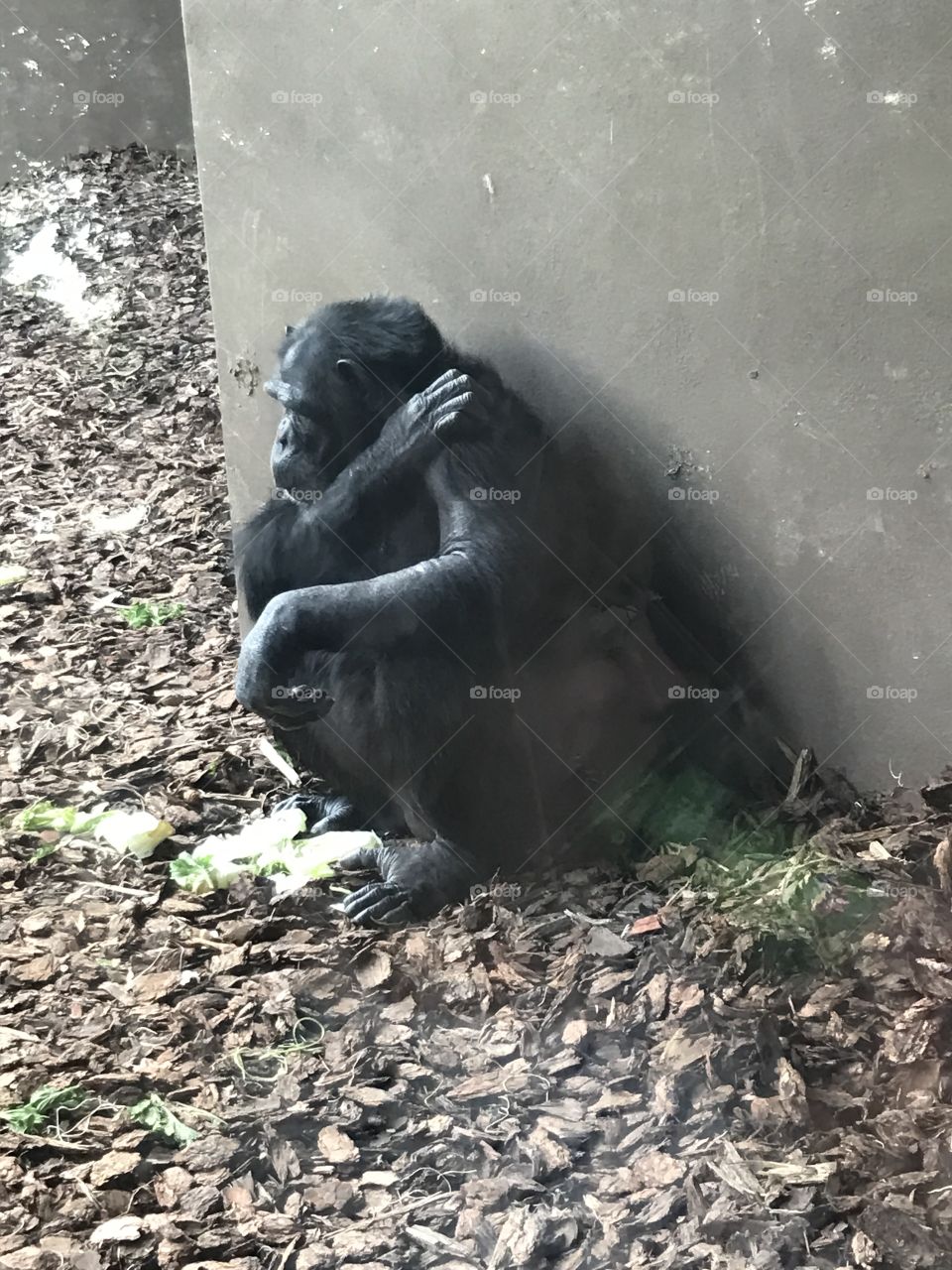 Relaxing ape