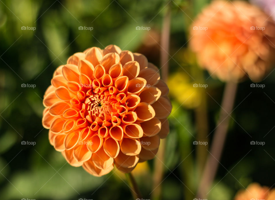 Orange dahlia in bloom