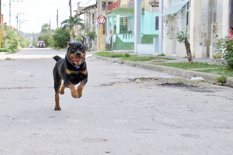 Rottweiler Training